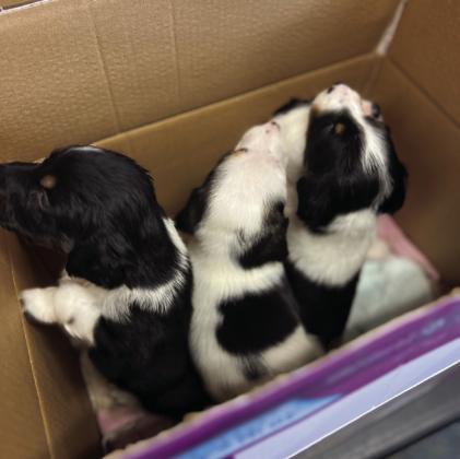 Photo credit DeAnne Gallegos A box full of puppies come to see Dr Joe. A litter of 10 are the newest Silvertonians.