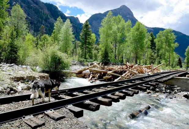 Durango & Silverton Narrow Gauge Railroad tracks near the Elk Creek headwaters. The train is not expected to Silverton for eight to i6 weeks, railroad officials now say. Criss Furman/Silverton Standard