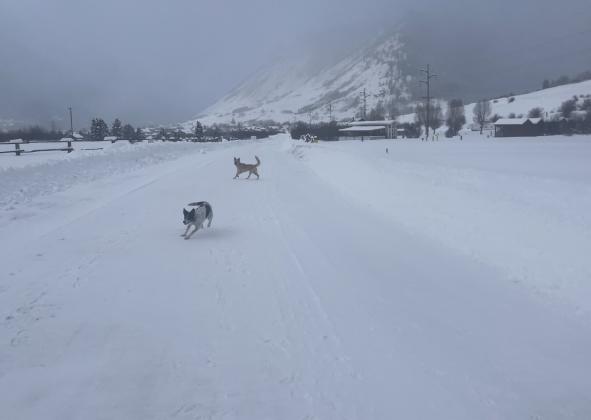 Photo credit Katey Fetch Dogs playing before the snow gets to town.