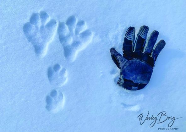 A well-defined set of snowshoe hare tracks in the snow, along with my glove for reference (Men’s size large) . Photo credit Wesley Berg
