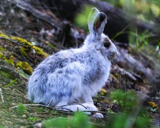 A snowshoe hare transitioning from its winter to summer coat in mid-May of 2023. Photo credit Wesley Berg