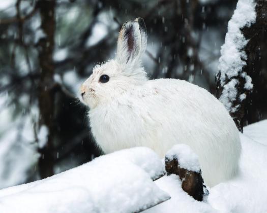 A snowshoe hare out during a snowstorm in the San Juans. Photo credit Wesley Berg