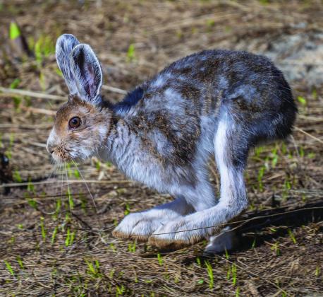 Snowshoe hare running clearly showing the size of its huge back feet and thus its name. Photo credit Wesley Berg
