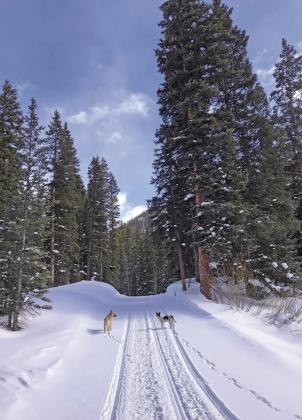 Good dogs in training on a San Juan County ski tour. Photo credit Kelly Fetch