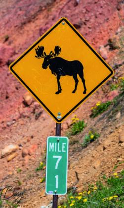 The missing moose crossing sign Photo by Wesley Berg