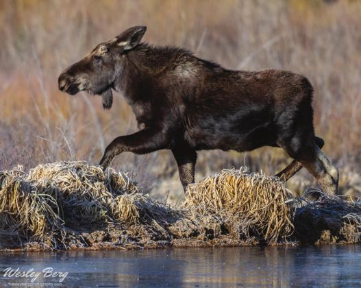 Dennis the yearling moose calf and his mother out feeding on willows this morning. Photo Credit Wes Berg