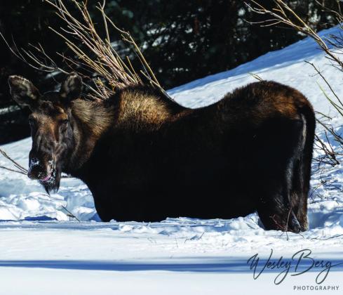 Photo credit Wesley Berg Mama moose was out and about with her nine month old calf.