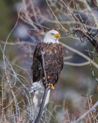 Bald Eagle pearhed along the Dolores River Photo Credit - Wes Berg