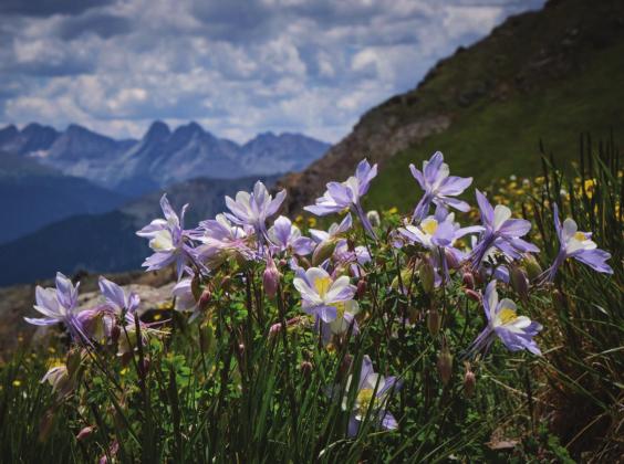 Wildflower season is in full effect in the high country. Photo Credit Kyle Liddick