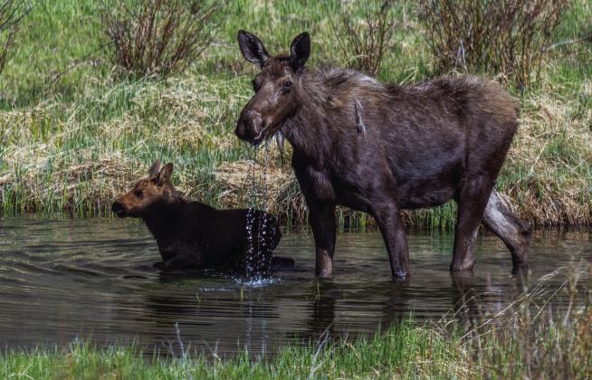 A young female calf born around the first of June. She was quick to take to the water when her mother decided to feed on some aquatic plants in a nearby pond. Photo by Wesley Berg