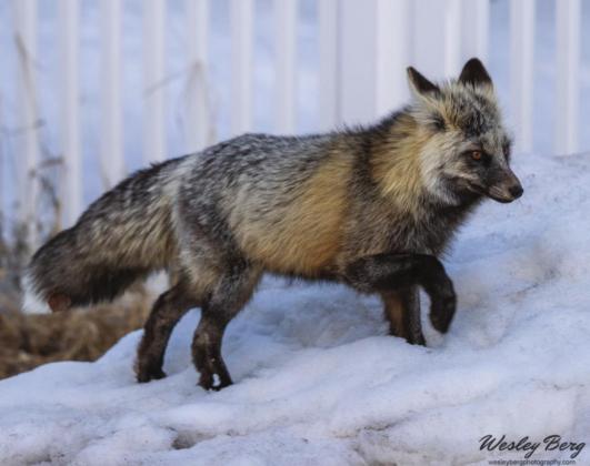 Local town fox. Photo Credit Wesley Berg