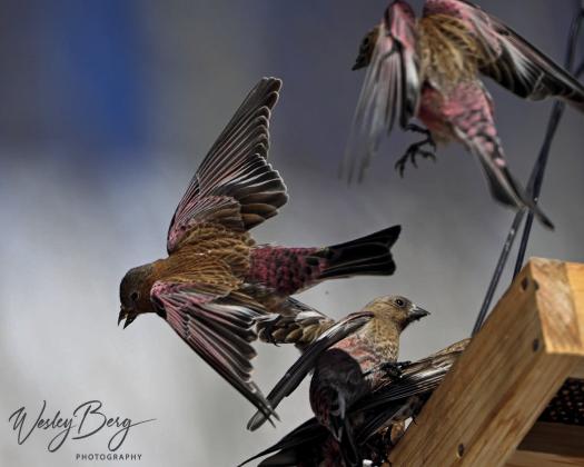Rosy Finches and other birds visiting the feeder. Photo credit Wesley Berg