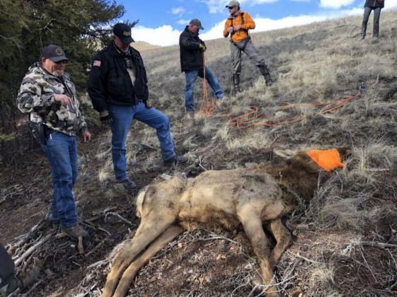 Colorado Parks and Wildlife photo An elk rescued from a mine shaft near Creede.