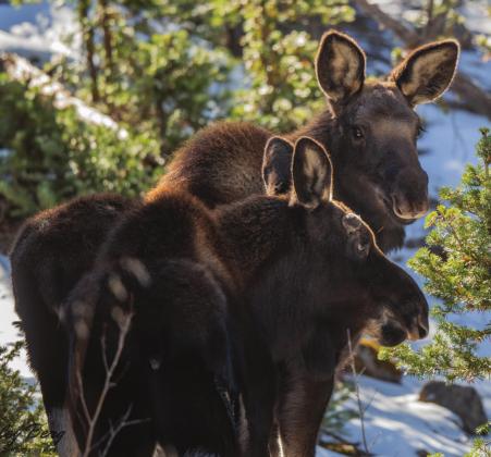The moose twins made a holiday appearance. Photo Credit Wes Berg